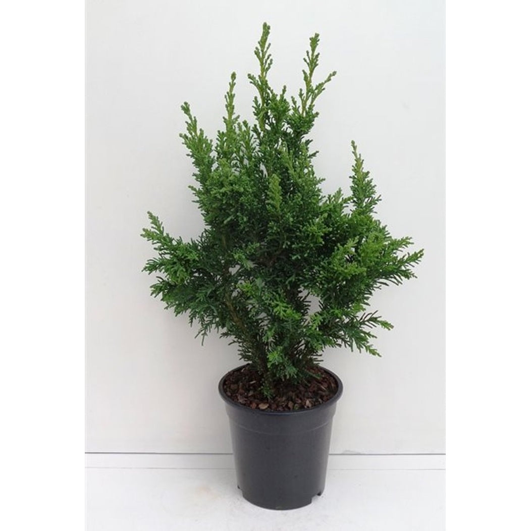Ädelcypress – Chamaecyparis obtusa 'Drath' - C3 30-40 CM